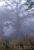Previous: Morning Fog in the Terai